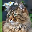 Calendrier mensuel 30x30 cm - 16 mois - Chats
