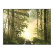 Cadre de décoration plexi/alu - 61 x 81 cm - Forêt