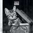 3494150160252-Calendrier mensuel 30x30 cm - 16 mois - Chats N&B--0