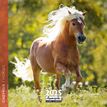 3494150160269-Calendrier mensuel 30x30 cm - 16 mois - Chevaux--0