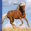 3494150160849-Calendrier mensuel 16x16 cm - 16 mois - Chevaux--0