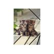 3664447114828-oberthur CHATONS TWINS - chemise à 3 rabats - pour A4-P_405114673_1-0