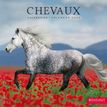 3592930027235-Calendrier illustré BOUCHUT 15 x 15 cm CHEVAL 70 %-P_405149840_1-0