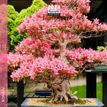 3494150148748-Calendrier mensuel 16 x 16 cm - bonsaï - 16 mois - Aquarupella-P_405150077_1-0
