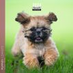3494150148793-Calendrier mensuel 16 x 16 cm - chiots - 16 mois - Aquarupella-P_405150082_1-0