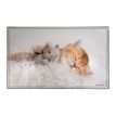 3135251384115-Sous-main Animaux 4 visuels - 59,5 x 36,2 cm - Assortis - Viquel-P_405165376_2-1