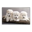 3135251384108-Sous-main Animaux Chaton + Chiots - 59,5 x 36,2 cm - Assortis - Viquel-P_405165377_3-2