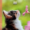 3494150160825-Calendrier mensuel 16x16 cm - 16 mois - Chatons-P_405186567_1-0