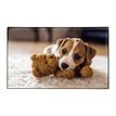 3135251384719-Sous-main Animaux 4 visuels - 59,5 x 36,2 cm - Assortis - Viquel-P_405226461_3-2