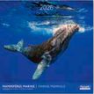 3494150174044-Calendriers 30x30cm 16 mois Aquarupella - Mammifères marins--0