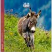3494150174327-Calendrier 16x16cm 16 mois Aquarupella - Anes--0