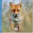 3494150174617-Calendrier 16x16cm 16 mois Aquarupella -Renard--0