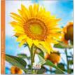 3494150174631-Calendrier 16x16cm 16 mois Aquarupella - Tournesol--0