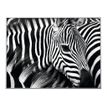 Cadre de décoration plexi/alu - 61 x 81 cm - Zèbre