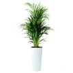 3700339878642-Plante artificielle ARECA - Hauteur 100 cm-P_79408017_1-0