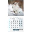 3592930027112-Calendrier illustré BOUCHUT 30 x 30 cm VIE DE CHIEN 70 %-P_79420119_2-1