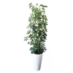 Plante verte naturelle avec pot blanc en céramique - SCHEFFLERA