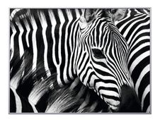 Cadre de décoration plexi/alu - 61 x 81 cm - Zèbre