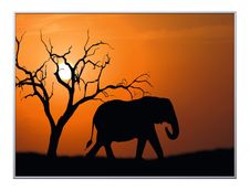 Cadre de décoration plexi/alu - 61 x 81 cm - Elephant