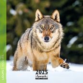 Calendrier mensuel 30x30 cm - 16 mois - Loups