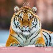 Calendriers 30x30cm 16 mois Aquarupella - Tigres 
