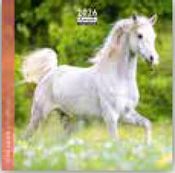 Calendrier 16x16cm 16 mois Aquarupella - Chevaux