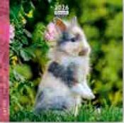 Calendrier 16x16cm 16 mois Aquarupella - Lapins