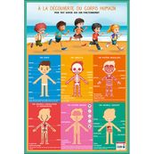 Bouchut - Poster pédagogique effaçable - 52 x 76 cm - Corps humain