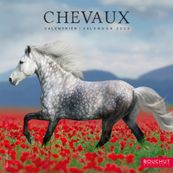 Calendrier illustré BOUCHUT 15 x 15 cm CHEVAL 70 %
