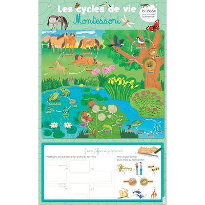 3133097359939-Les posters effaçables - Les cycles de vie Montessori--0