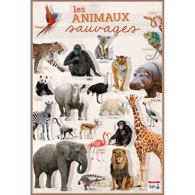3592930015775-Bouchut - Poster pédagogique effaçable - 52 x 76 cm - Animaux sauvages--0