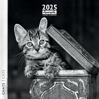 3494150160252-Calendrier mensuel 30x30 cm - 16 mois - Chats N&B--0