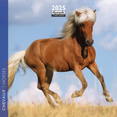 3494150160849-Calendrier mensuel 16x16 cm - 16 mois - Chevaux--0