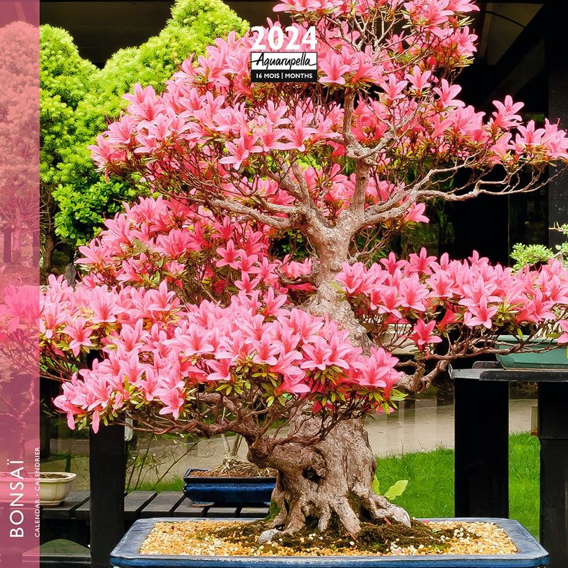 3494150148748-Calendrier mensuel 16 x 16 cm - bonsaï - 16 mois - Aquarupella-P_405150077_1-0
