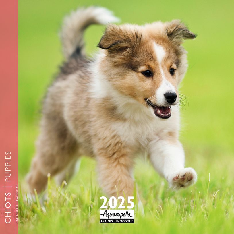 3494150160276-Calendrier mensuel 30x30 cm - 16 mois - Chiots-P_405186518_1-0