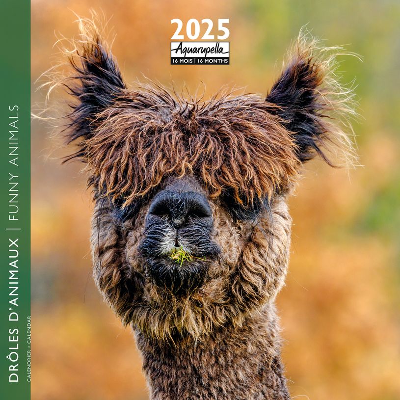 3494150160344-Calendrier mensuel 30x30 cm - 16 mois - Drôles d'animaux-P_405186525_1-0