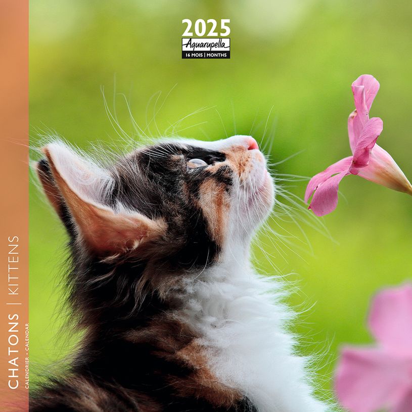 3494150160825-Calendrier mensuel 16x16 cm - 16 mois - Chatons-P_405186567_1-0