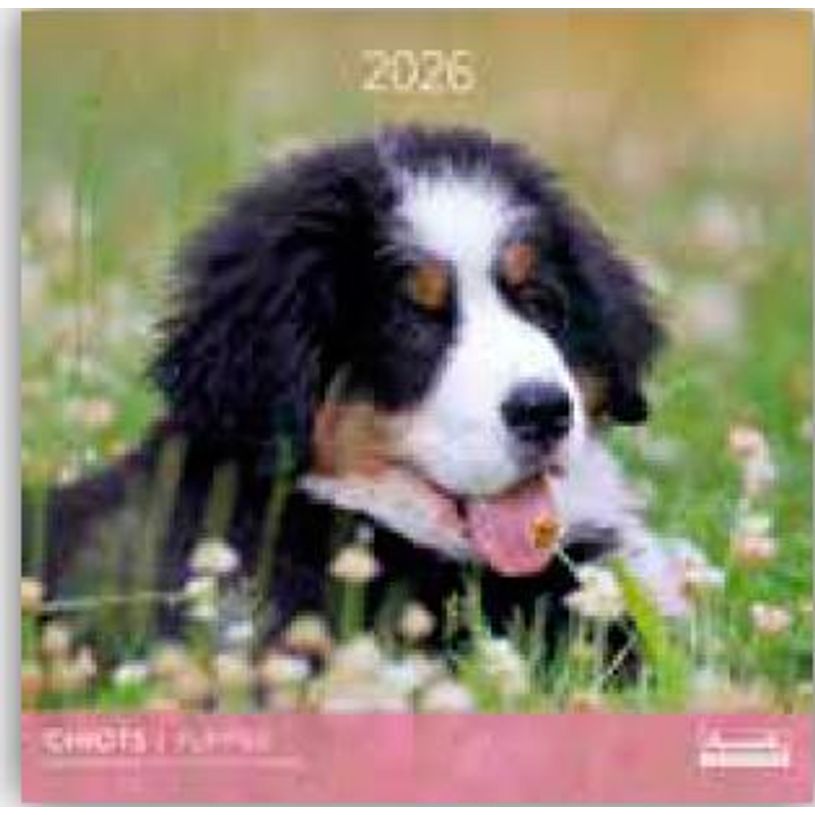 3494150173832-Calendriers 30x30cm 16 mois Aquarupella - Chiots--0