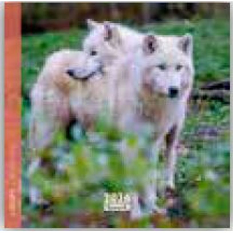 3494150174518-Calendrier 16x16cm 16 mois Aquarupella - Loups--0