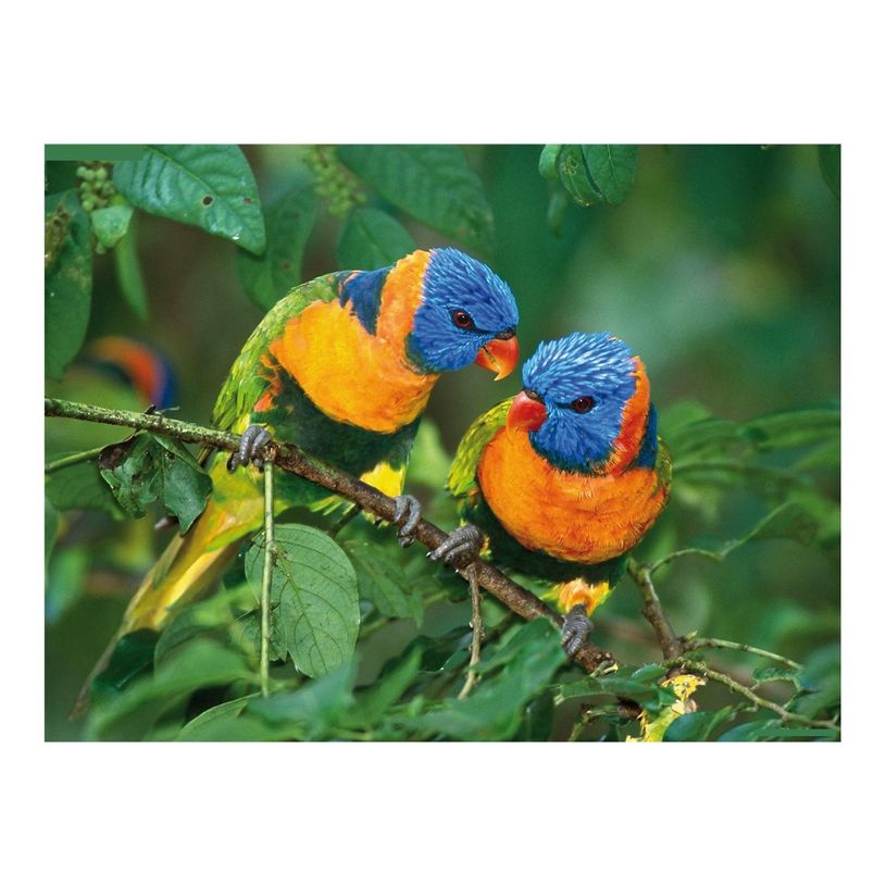 4054007642271-Ednet Picture Mouse Pad Birds - tapis de souris-P_79393760_1-0