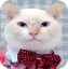 chat style