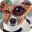 chien loupe