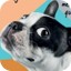 chien voisin