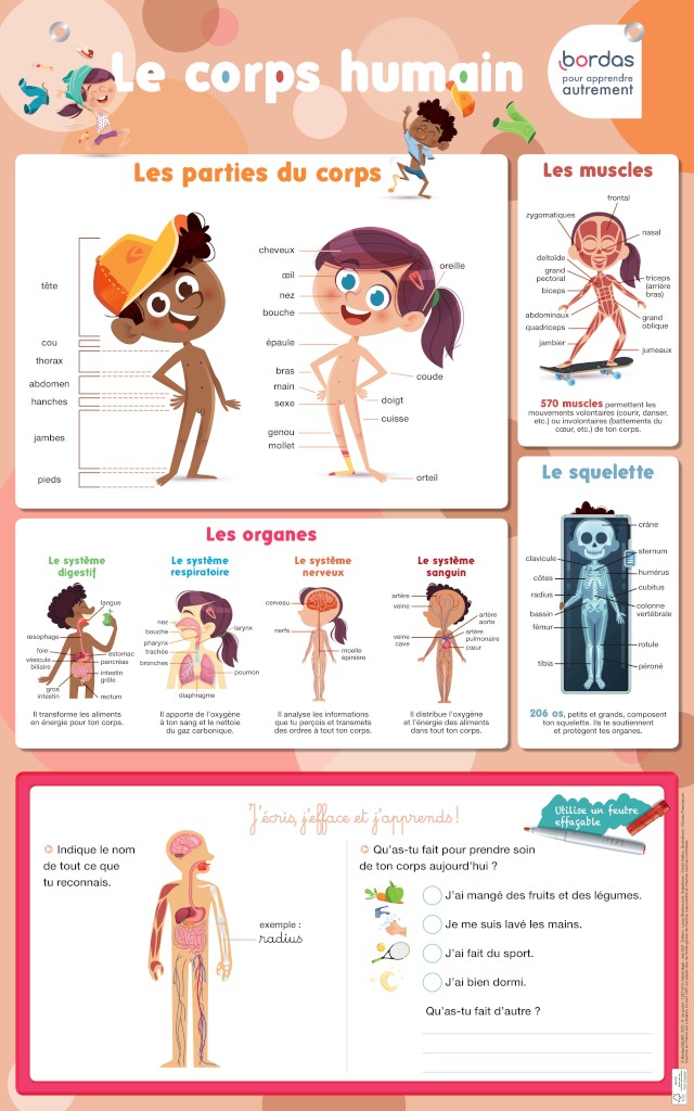 Poster effaçable : le corps humain