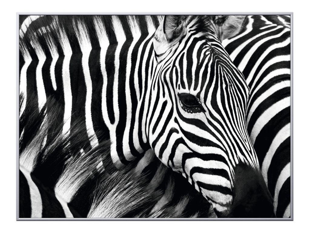 Cadre de décoration plexi/alu - 61 x 81 cm - Zèbre